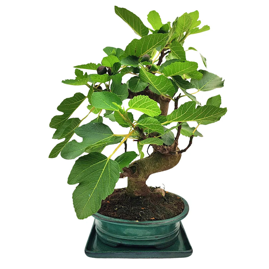 Bonsai Ficus carica adulto con tronco modellato e fichi visibili tra le foglie, in vaso smaltato

