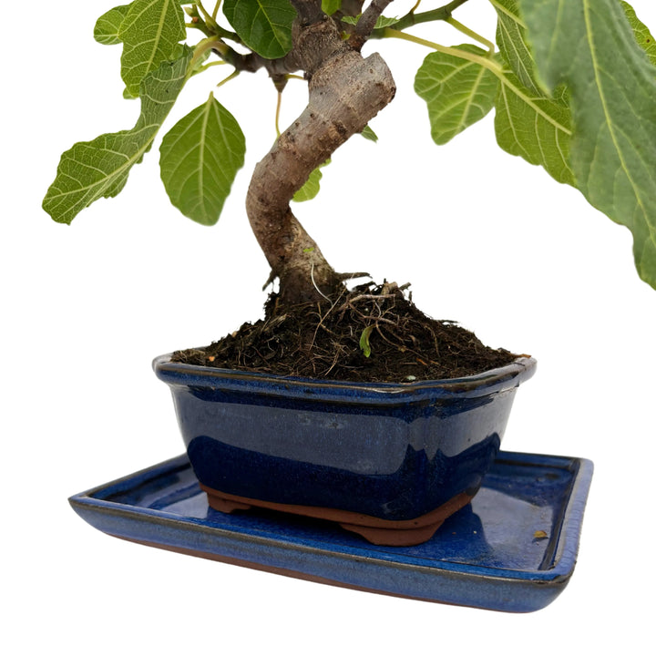Dettaglio della base e tronco del bonsai Ficus Carica in vaso smaltato blu