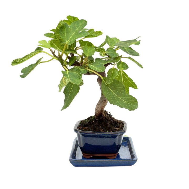 Bonsai Ficus Carica fotografato di lato con foglie grandi e vaso ceramico blu