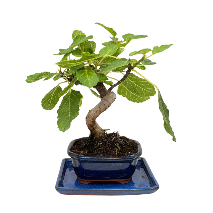 Ficus Carica in versione bonsai con chioma ampia visto da un'altra angolazione