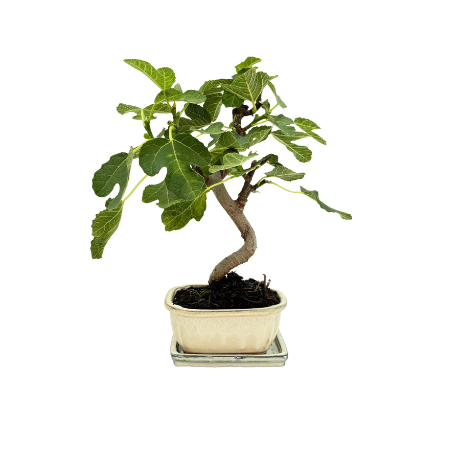 Bonsai di fico con chioma folta in vaso ceramico bianco visto frontalmente