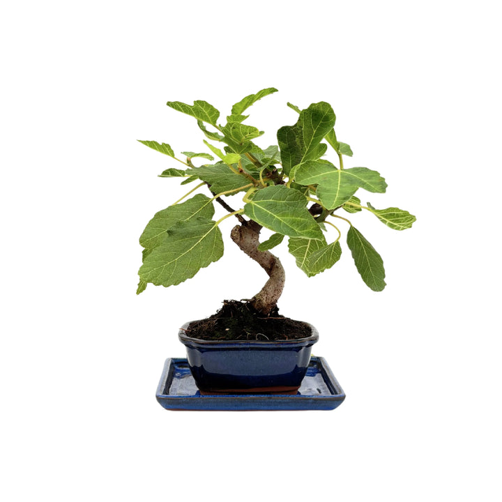 Bonsai di Ficus Carica con chioma compatta in vaso blu smaltato visto frontalmente


