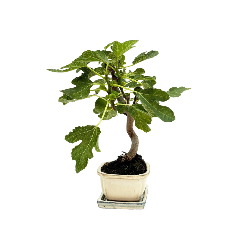 Bonsai di fico con piccoli frutti verdi in vaso smaltato bianco