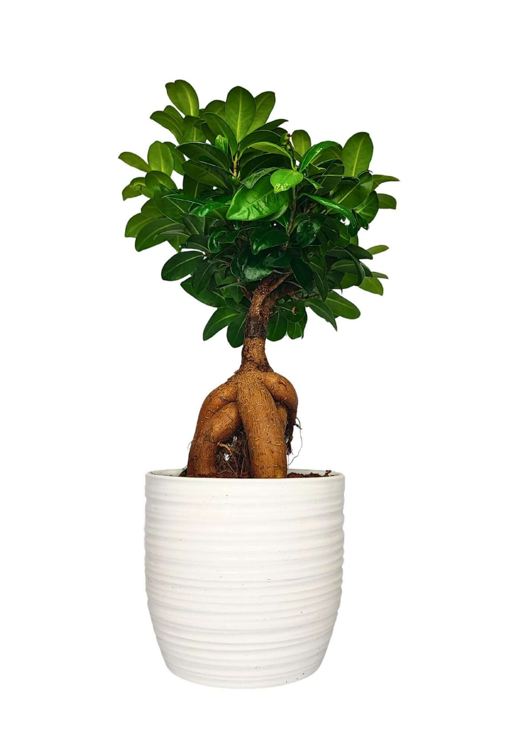 Bonsai Ficus Ginseng - Altezza Pianta 40 cm, Vaso di Ceramica 'Bergamo' Diametro 13 cm - i Giardini di Giulia