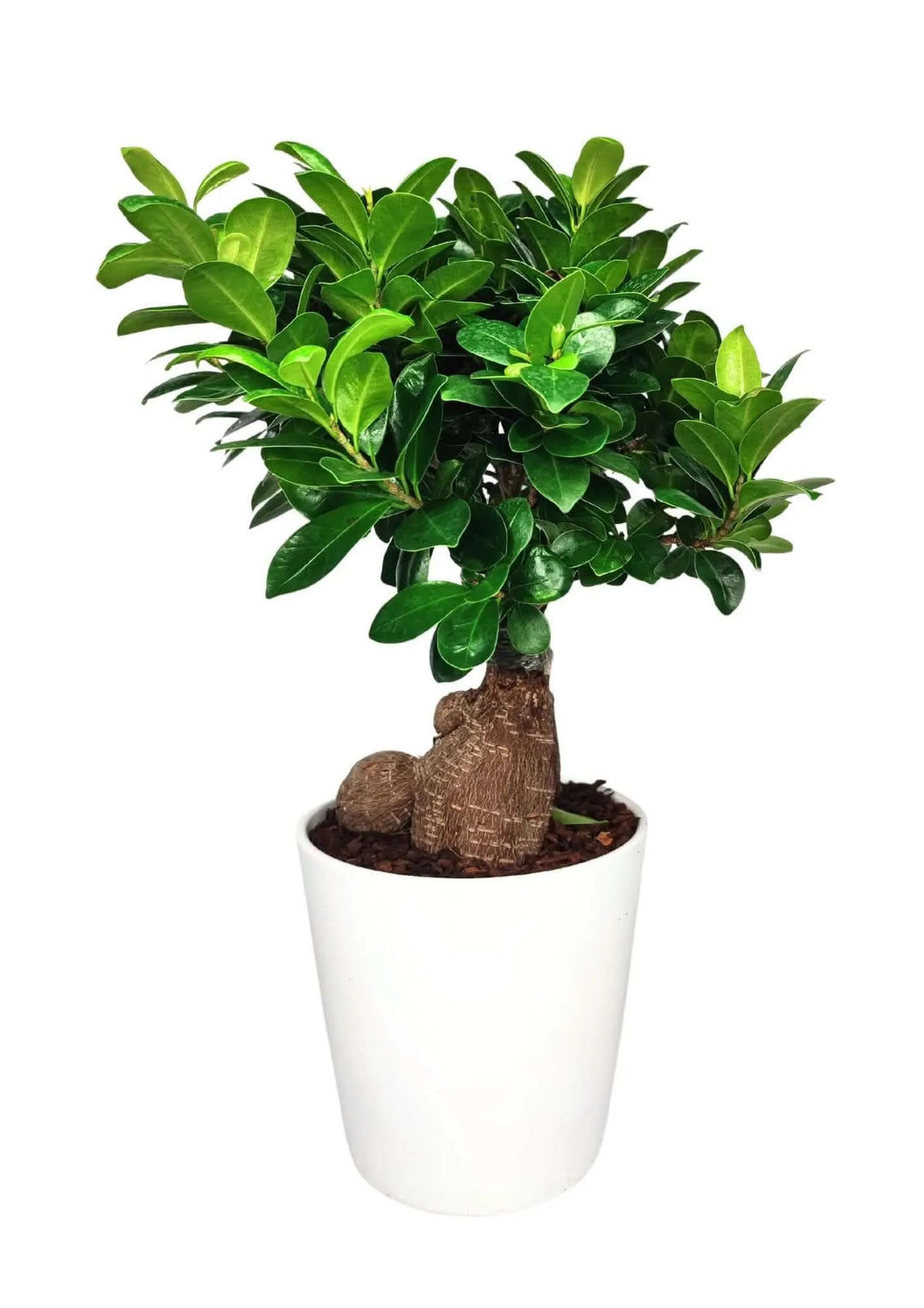 Bonsai Ficus Ginseng - Altezza Pianta 40 cm, Vaso di Ceramica 'Dallas' Diametro 13 cm - i Giardini di Giulia