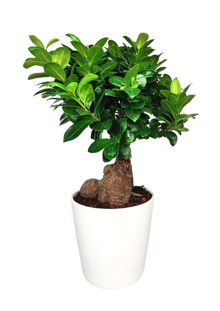 Bonsai Ficus Ginseng - Altezza Pianta 40 cm, Vaso di Ceramica 'Dallas' Diametro 13 cm - i Giardini di Giulia