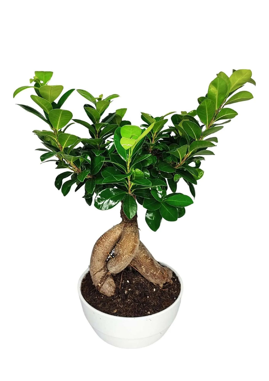 Bonsai Ficus Ginseng 40 cm in vaso di ceramica Novara bianco, pianta da interno perfetta per arredare casa e ufficio con stile moderno e minimalista