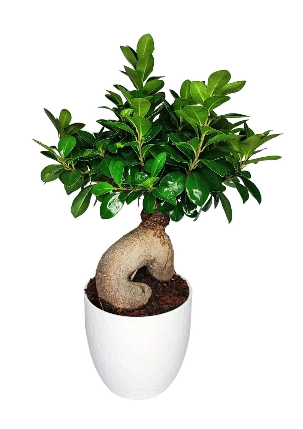 Bonsai Ficus Ginseng da 50 cm con tronco curvo e radici scultoree in vaso bianco di ceramica, pianta decorativa da interno elegante e raffinata.