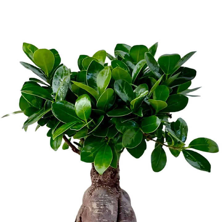Dettaglio foglie verdi lucide del Bonsai Ficus Ginseng, pianta decorativa da interno con tronco modellato