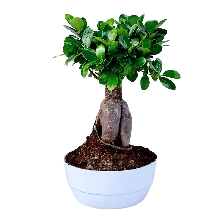 Bonsai Ficus Ginseng 50 cm con radici aeree in vaso di ceramica Novara bianco, pianta da interno elegante e resistente