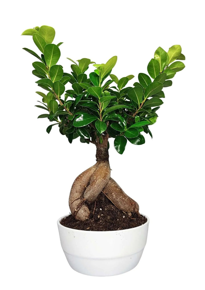 Dettaglio laterale del Bonsai Ficus Ginseng 40 cm, con radici intrecciate e tronco scultoreo in vaso di ceramica, perfetto per arredamento raffinato