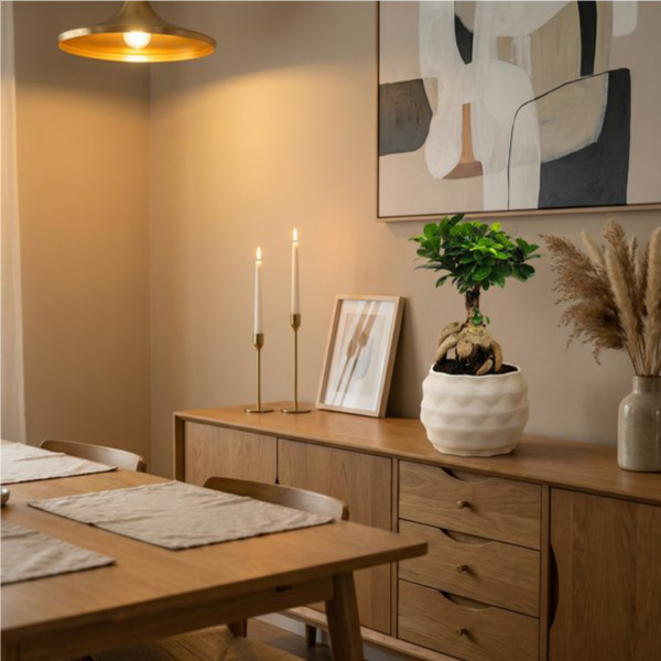 Bonsai ficus ginseng Athena su credenza rovere in sala da pranzo con candele e quadro