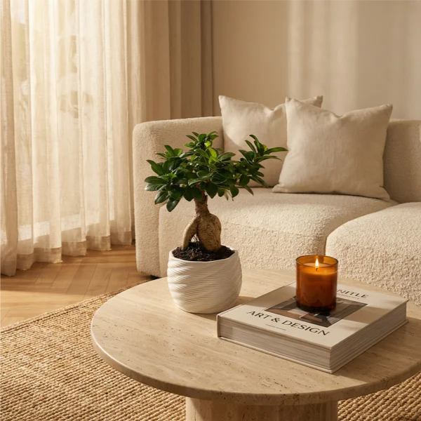 Bonsai ficus ginseng in vaso artigianale Carina D.14 cm in argilla