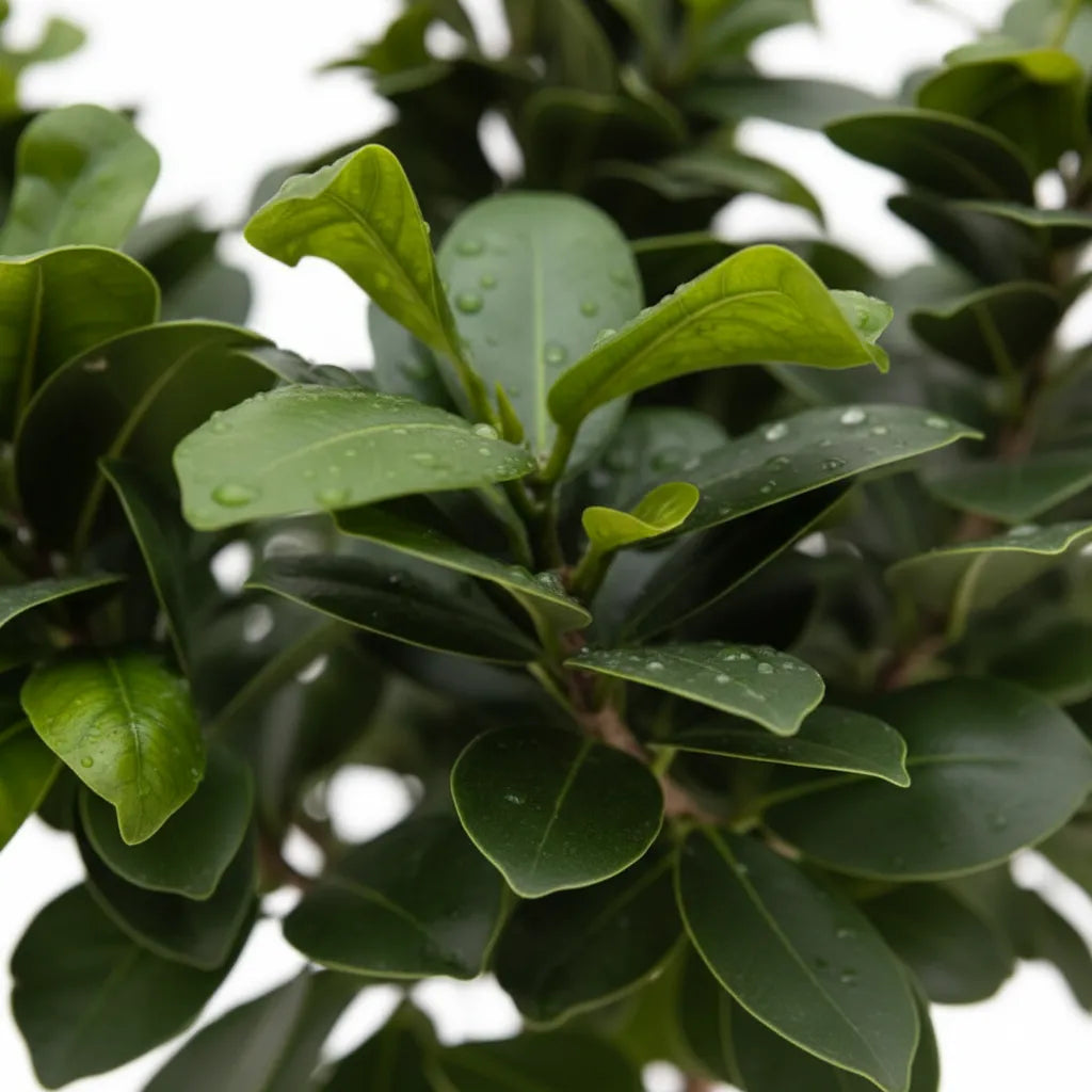 Dettaglio foglie verdi lucide di bonsai ficus ginseng con gocce d’acqua su sfondo chiaro