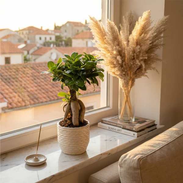 Bonsai ficus ginseng in vaso artigianale Firenze in argilla