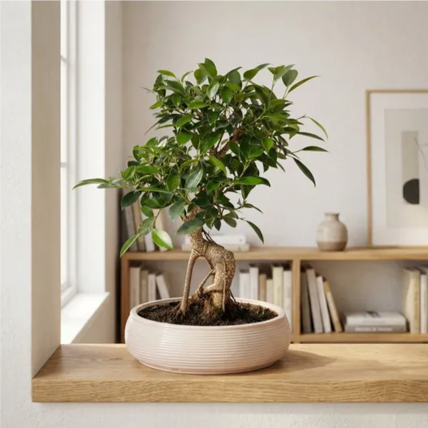 Bonsai Retusa in Vaso ceramica Bonsai Ovale