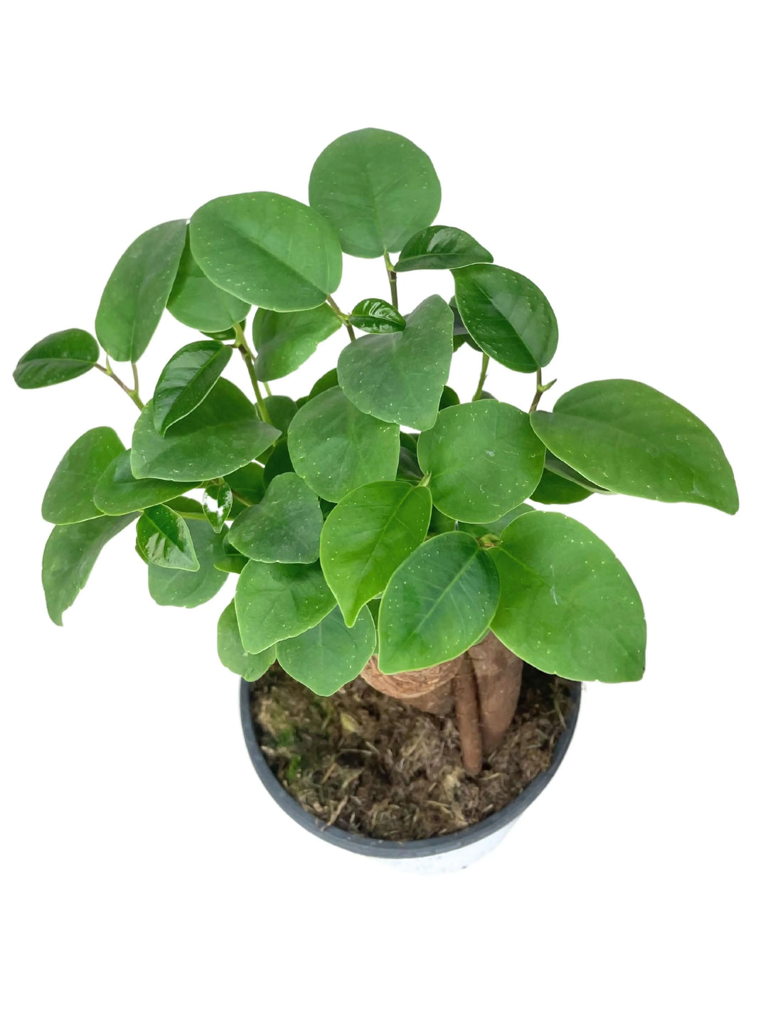 Mini bonsai Ficus Ginseng con chioma verde compatta, visto dall'alto

