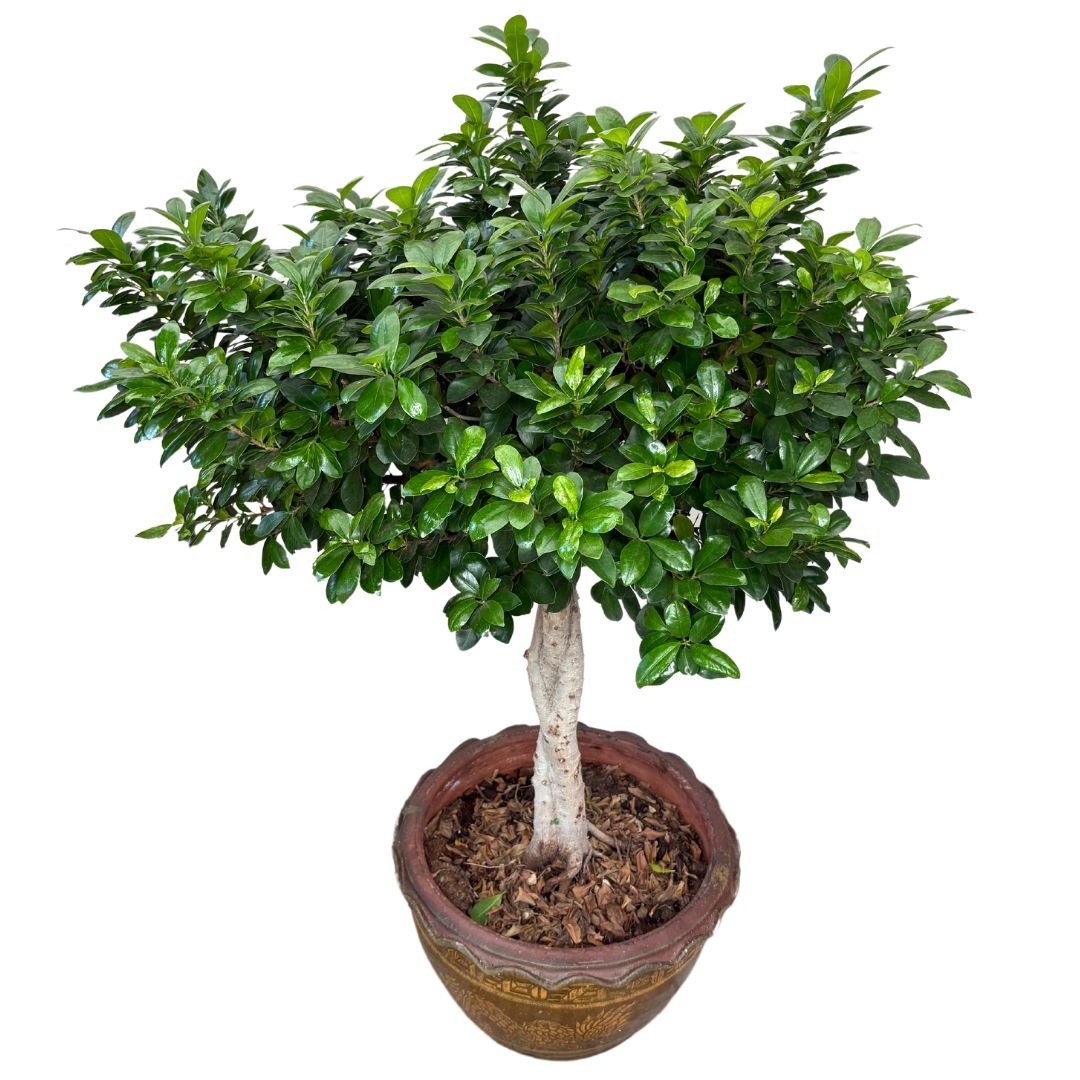 Bonsai Ficus Ginseng in vaso di ceramica con decorazioni orientali D. 45 CM H. 140 CM - i Giardini di Giulia