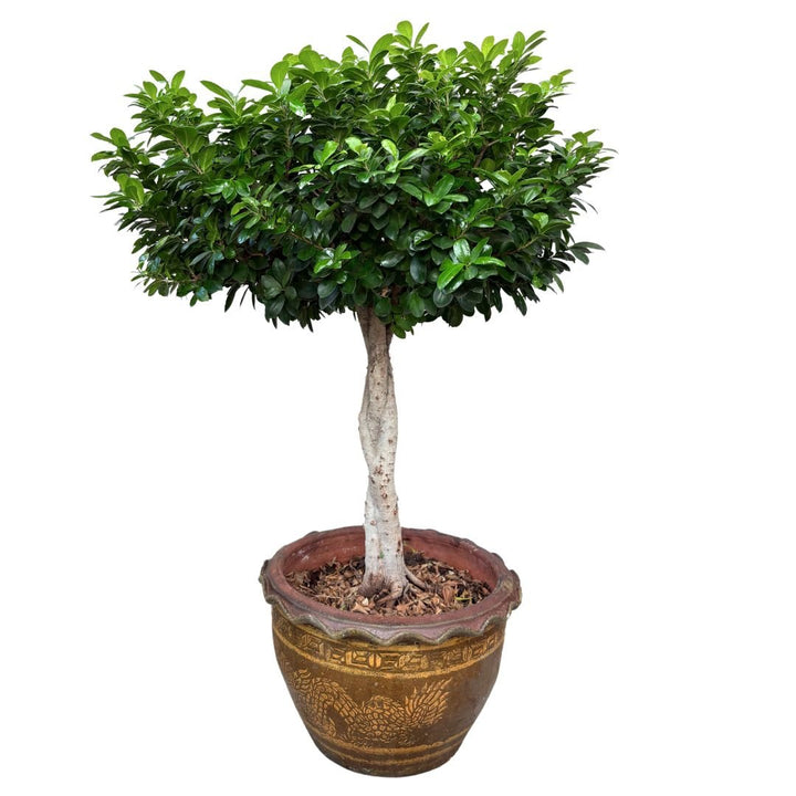 Bonsai Ficus Ginseng in vaso di ceramica con decorazioni orientali D. 45 CM H. 140 CM - i Giardini di Giulia