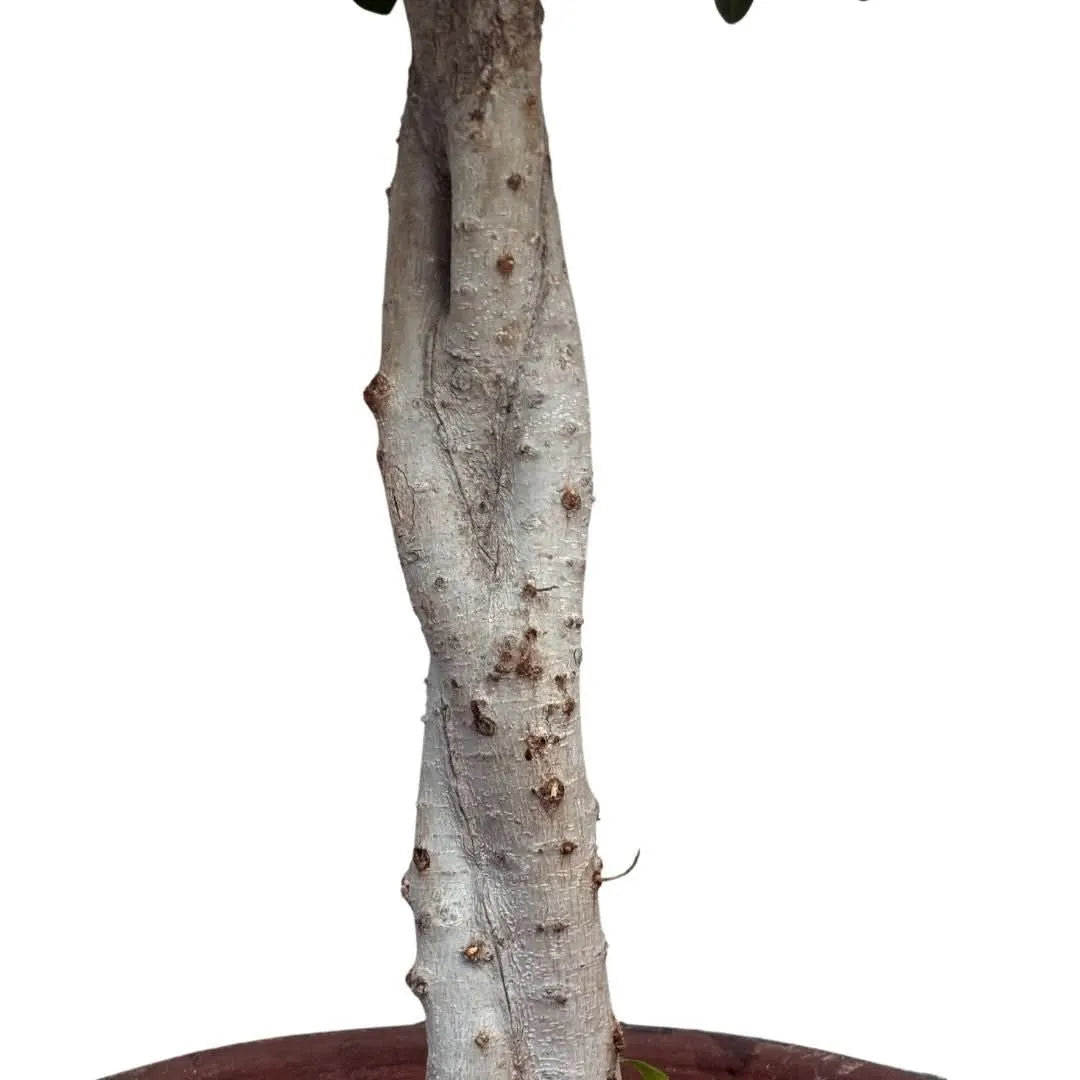 Tronco del Bonsai Ficus Ginseng ad alberello con corteccia chiara e texture naturale