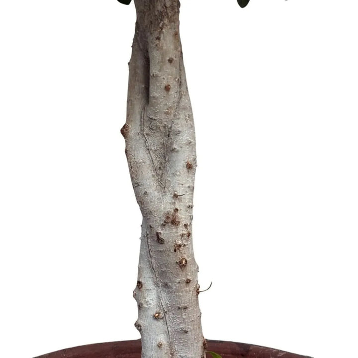 Tronco del Bonsai Ficus Ginseng ad alberello con corteccia chiara e texture naturale