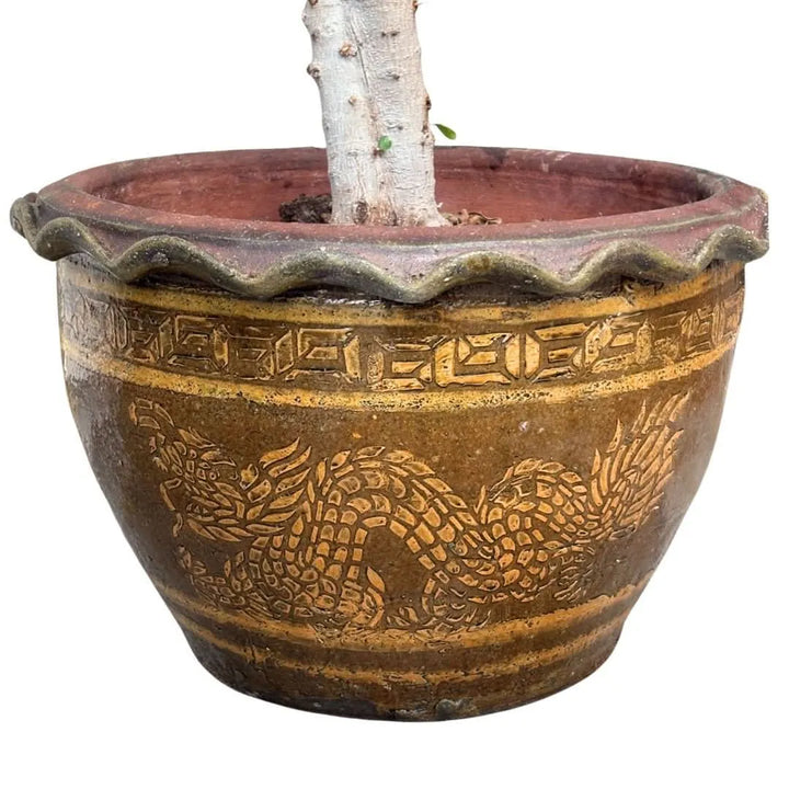Dettaglio del vaso in ceramica decorata con motivo orientale e drago del Bonsai Ficus Ginseng