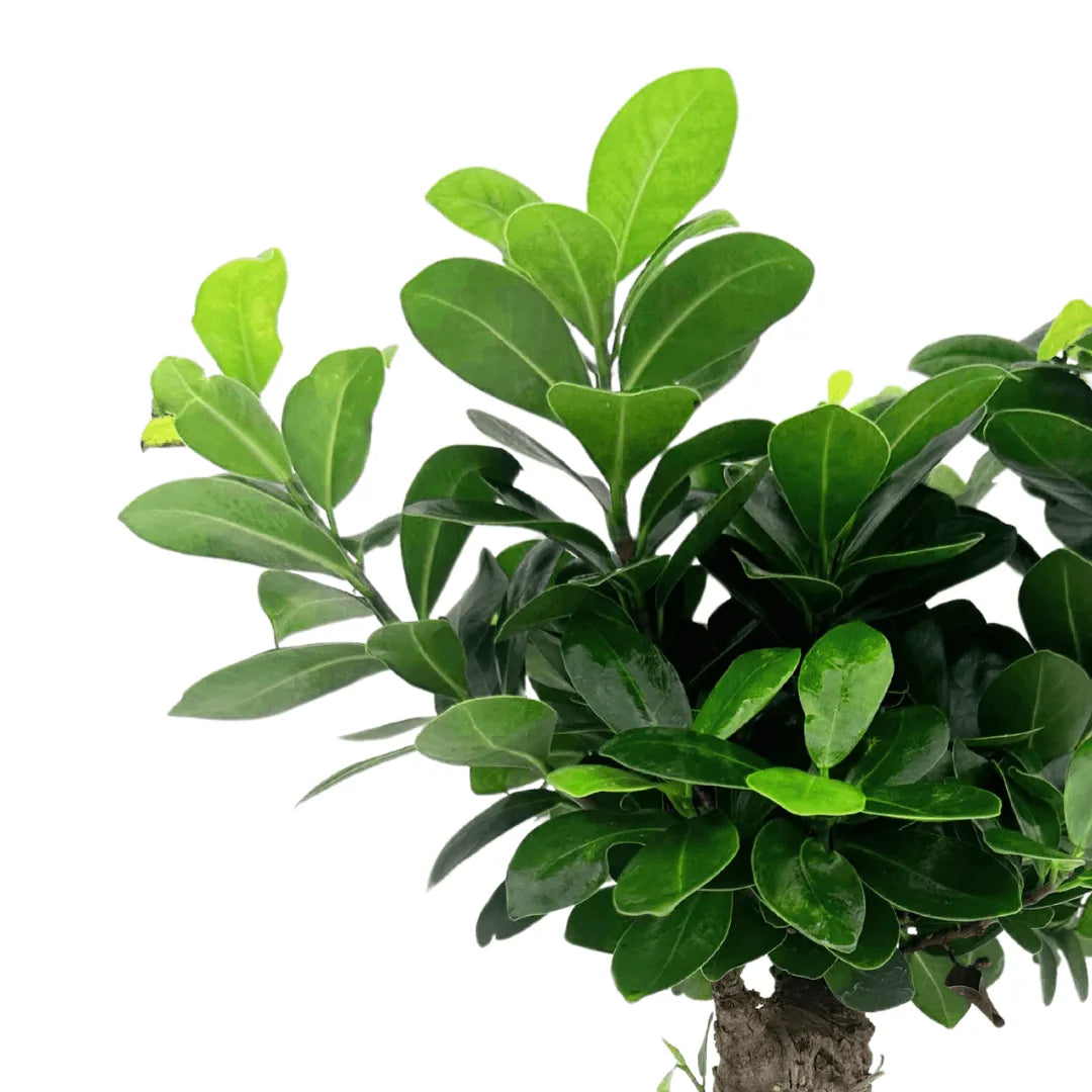 Dettaglio foglie lucide del Bonsai Ficus Ginseng – pianta ornamentale da interno elegante e facile da curare