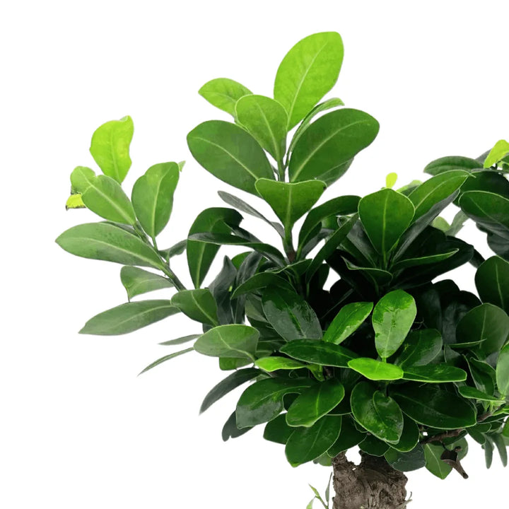 Dettaglio foglie lucide del Bonsai Ficus Ginseng – pianta ornamentale da interno elegante e facile da curare