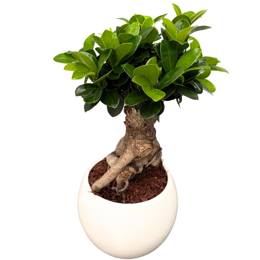 Bonsai Ficus Ginseng con radici esposte e chioma compatta, in vaso bianco ovale con pacciamatura decorativa, pianta da interno elegante