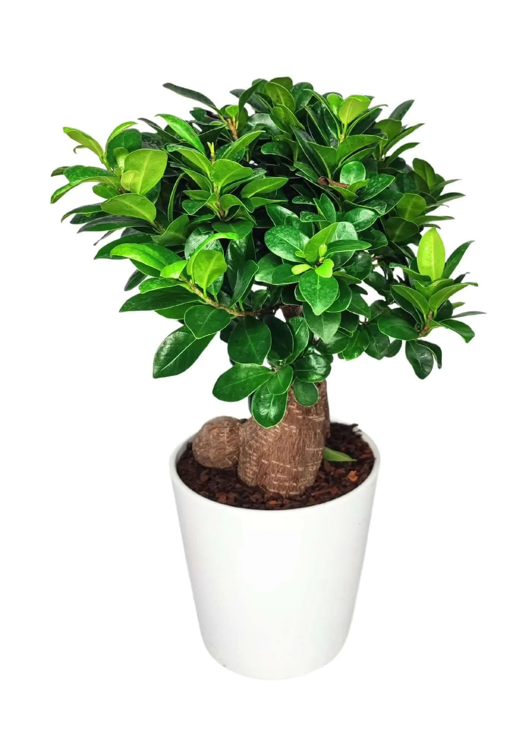 Bonsai Ficus Ginseng - Altezza Pianta 40 cm, Vaso di Ceramica 'Dallas' Diametro 13 cm - i Giardini di Giulia