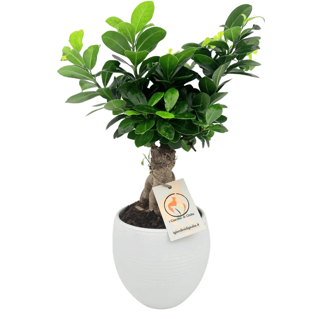 Bonsai Ficus Ginseng in vaso bianco ceramico, radici scultoree e foglie verdi lucide – bomboniera green
