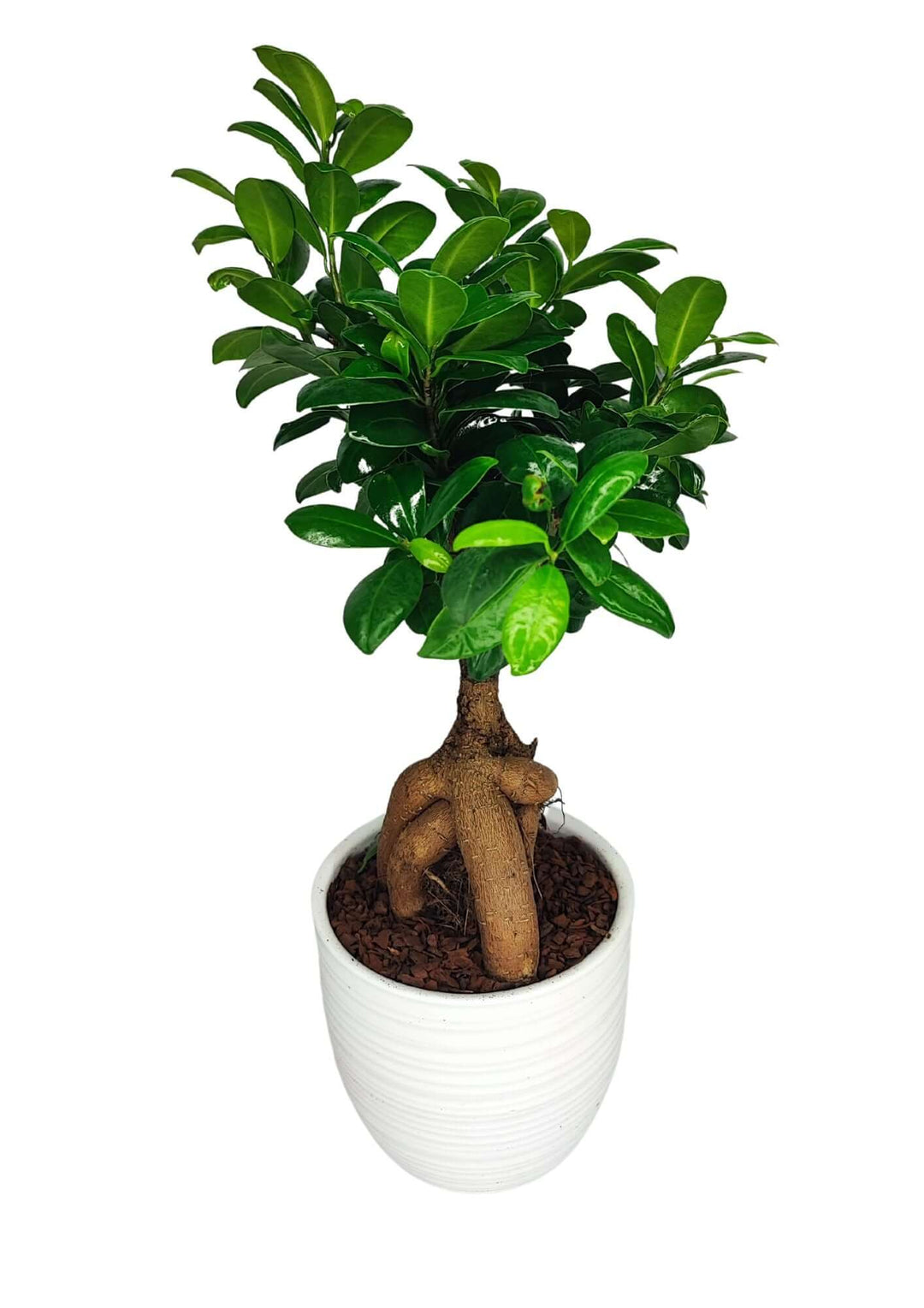 Bonsai Ficus Ginseng - Altezza Pianta 40 cm, Vaso di Ceramica 'Bergamo' Diametro 13 cm - i Giardini di Giulia