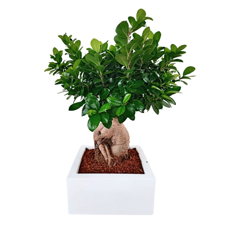 Bonsai ficus ginseng Vaso a Riserva D'acqua Minos - i Giardini di Giulia