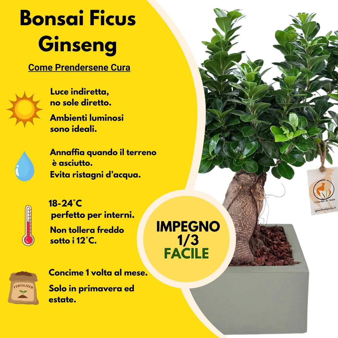 Bonsai ficus ginseng Vaso a Riserva D'acqua Minos - i Giardini di Giulia
