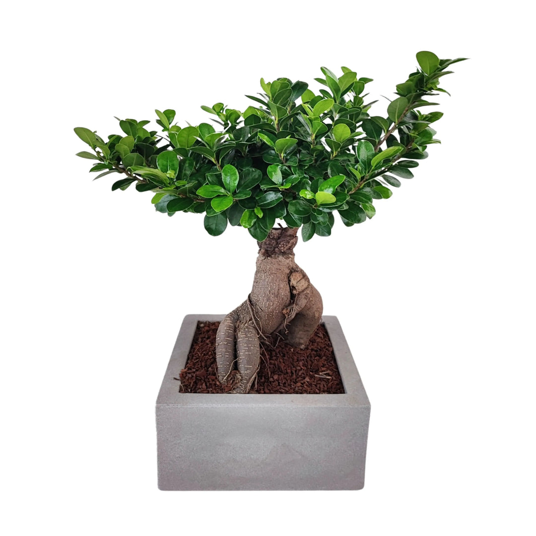 Bonsai ficus ginseng Vaso a Riserva D'acqua Minos - i Giardini di Giulia
