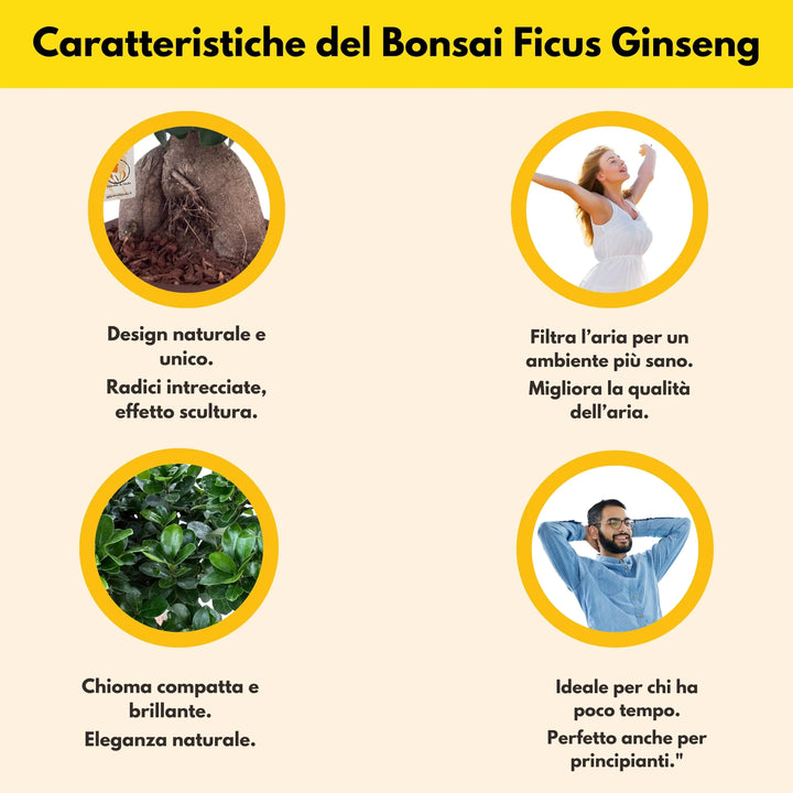 Bonsai ficus ginseng Vaso a Riserva D'acqua Minos - i Giardini di Giulia