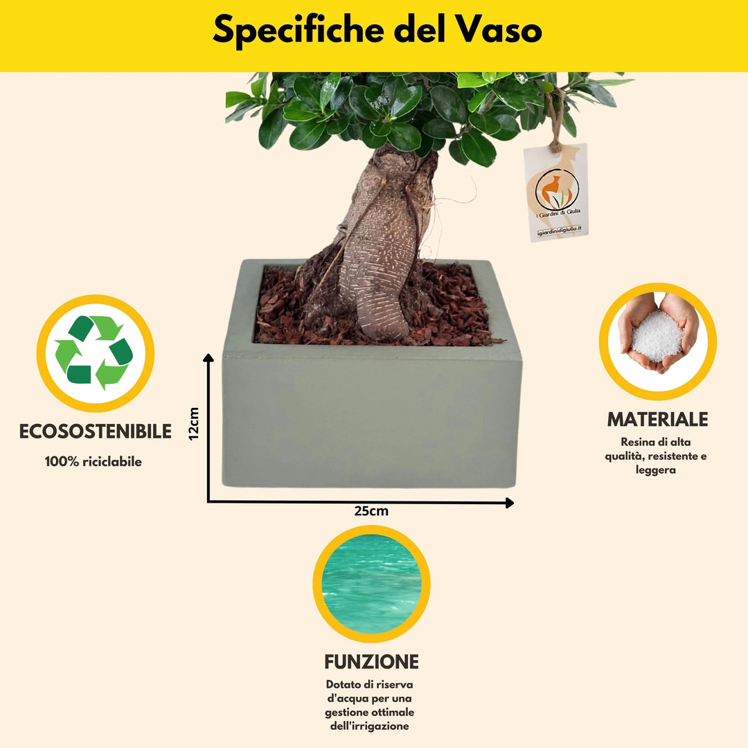 Bonsai ficus ginseng Vaso a Riserva D'acqua Minos - i Giardini di Giulia