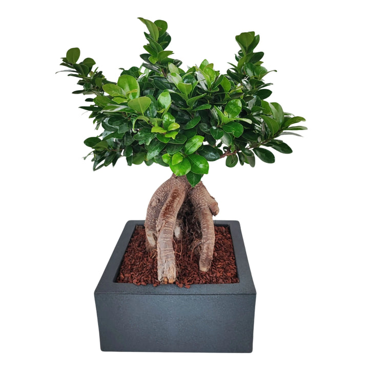 Bonsai ficus ginseng Vaso a Riserva D'acqua Minos - i Giardini di Giulia