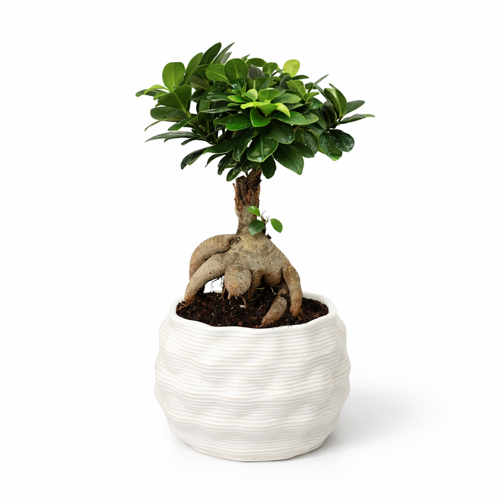 Bonsai ficus ginseng in vaso artigianale Athena L argilla bianca sfondo bianco