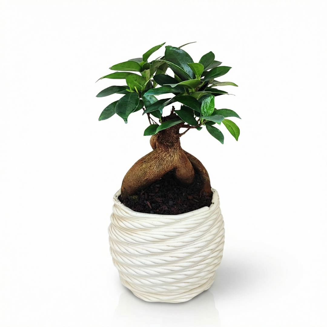Bonsai ficus ginseng in vaso artigianale Carina in argilla bianca su sfondo bianco