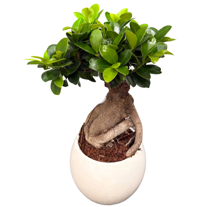 Bonsai Ficus Ginseng con tronco scolpito e foglie verde lucido, coltivato in vaso ceramico bianco, pianta ornamentale da interno zen