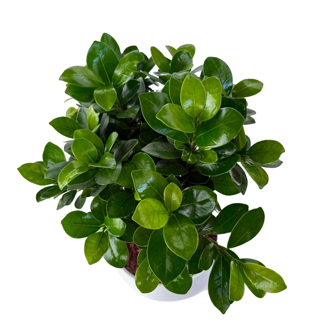 Bonsai Ficus Ginseng visto dall’alto, con chioma compatta e foglie verdi brillanti in vaso di ceramica bianca