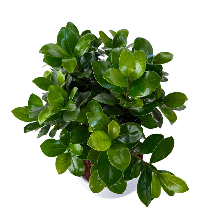 Bonsai Ficus Ginseng visto dall’alto, con chioma compatta e foglie verdi brillanti in vaso di ceramica bianca