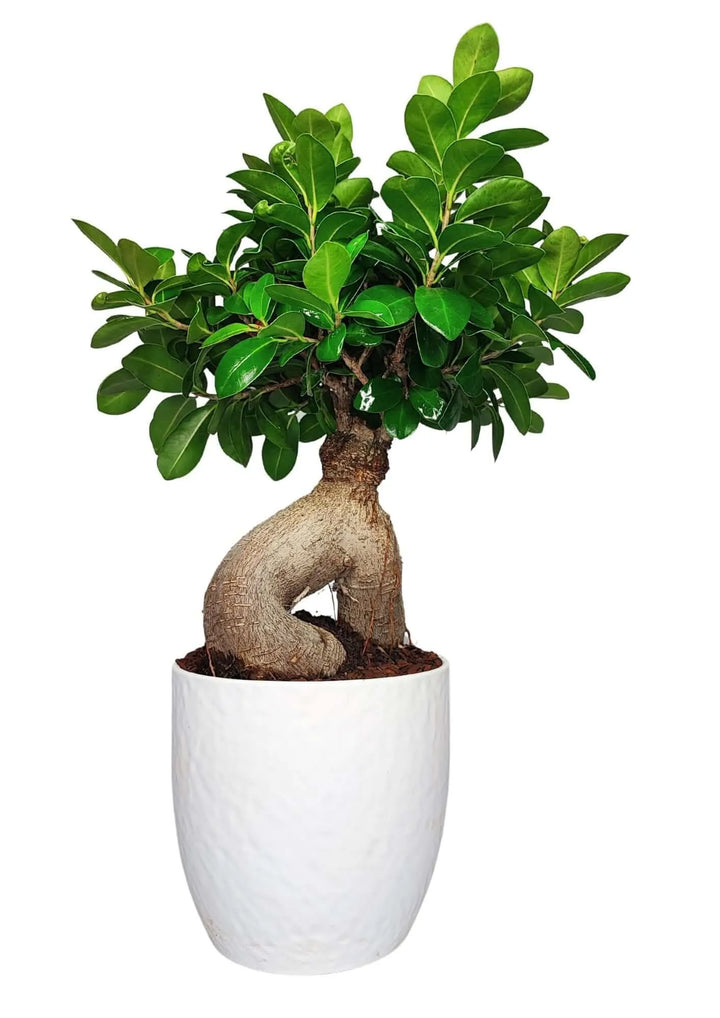 Bonsai Ficus Ginseng da 40 cm con tronco intrecciato e chioma verde lucida in vaso bianco in ceramica 'Boston', pianta ornamentale da interno elegante.
