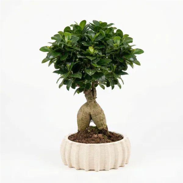 Bonsai ficus ginseng con chioma compatta e radici ornamentali in vaso di ceramica artigianale Dioniso Basso, pianta da interno elegante su sfondo neutro.