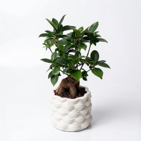 Bonsai ficus ginseng in vaso ceramica smaltata bianco ondulato su sfondo bianco studio