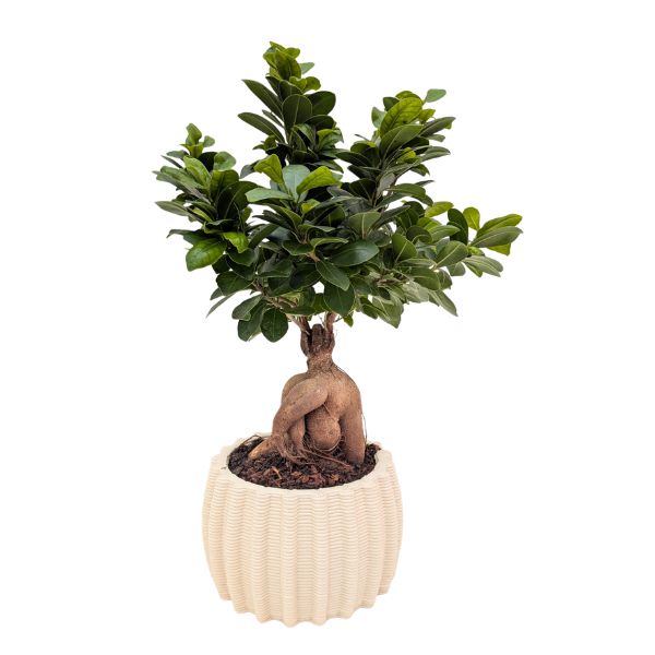Bonsai ficus ginseng in vaso Dioniso in ceramica artigianale con radici decorative e foglie verdi lucide
