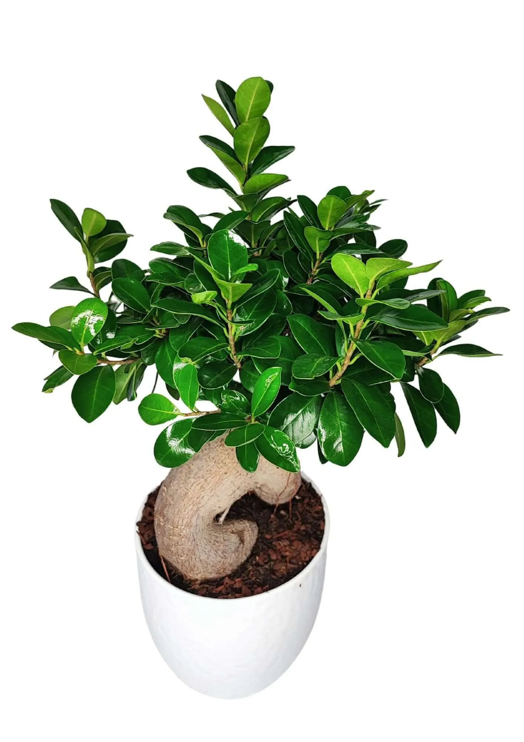 Bonsai Ficus Ginseng da 50 cm con chioma verde lucida e tronco intrecciato, in vaso bianco elegante, ideale come pianta decorativa da interno.