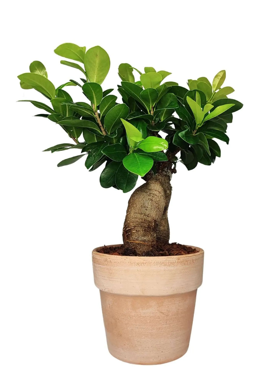 Bonsai Ficus Ginseng in vaso terracotta 14 cm, altezza 45 cm, tronco intrecciato e foglie verdi lucide, pianta decorativa per interni 