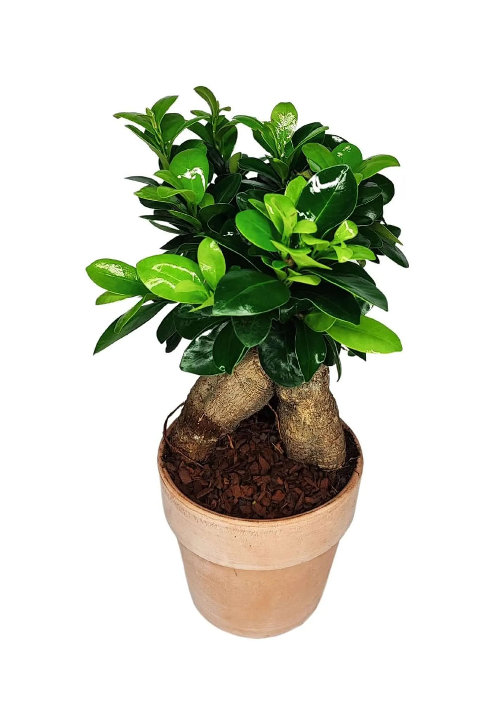 Bonsai Ficus Ginseng 45 cm con vaso in terracotta, radici scultoree e chioma folta, pianta ornamentale ideale per casa e ufficio